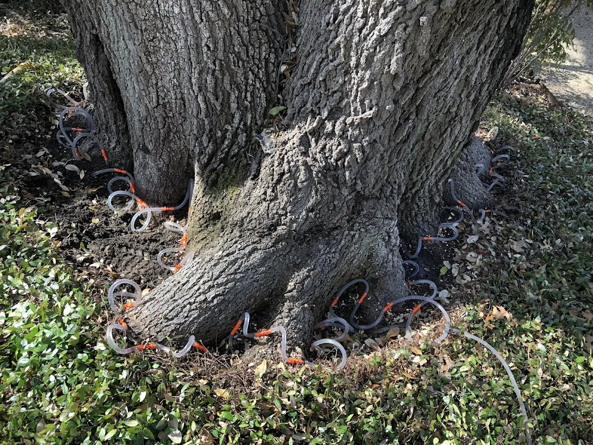 Detailed Tree Cabling and Bracing job site in Snow Camp